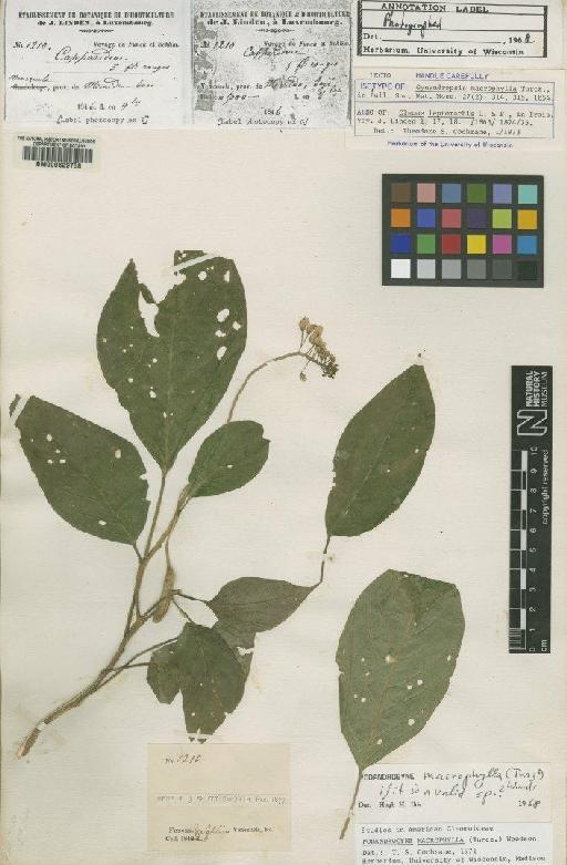 Podandrogyne macrophylla (Turcz.) Woodson - BM000629738