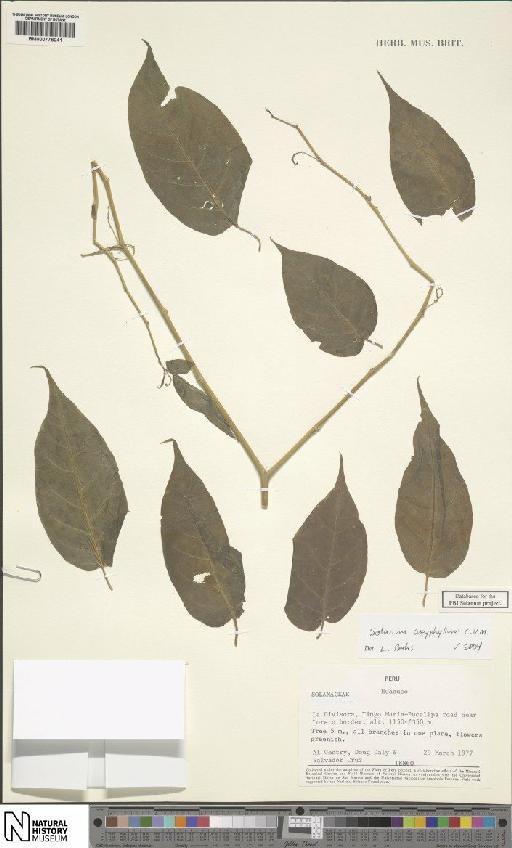 Solanum oxyphyllum C.V.Morton - BM000778041