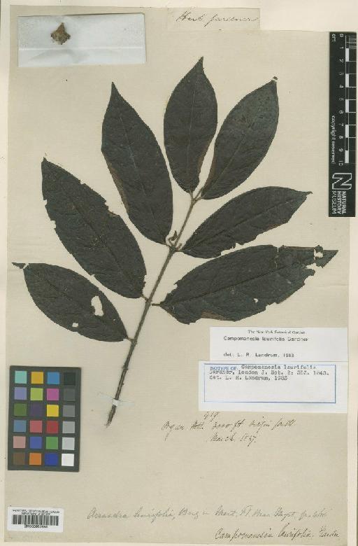 Campomanesia laurifolia Gardner - BM000953688