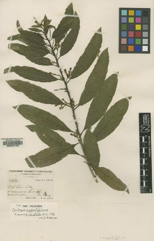 Cestrum angustifoilum Francey - BM000617881