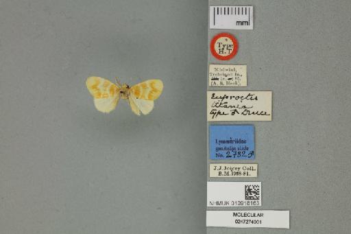 Euproctis drucei Swinhoe, 1903 - 010918163