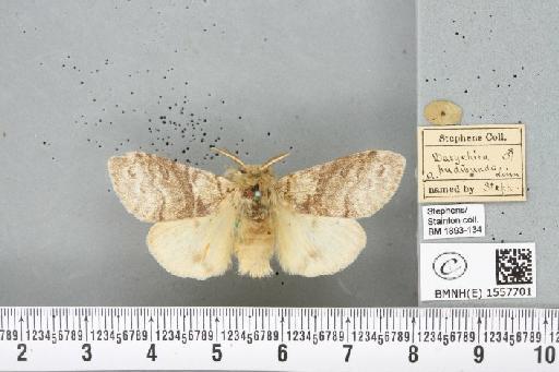 Calliteara pudibunda (Linnaeus, 1758) - BMNHE_1557701_255184