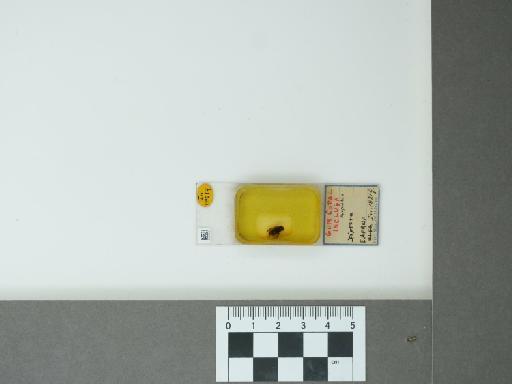 Syrphidae Latreille, 1802 - 014873549_main