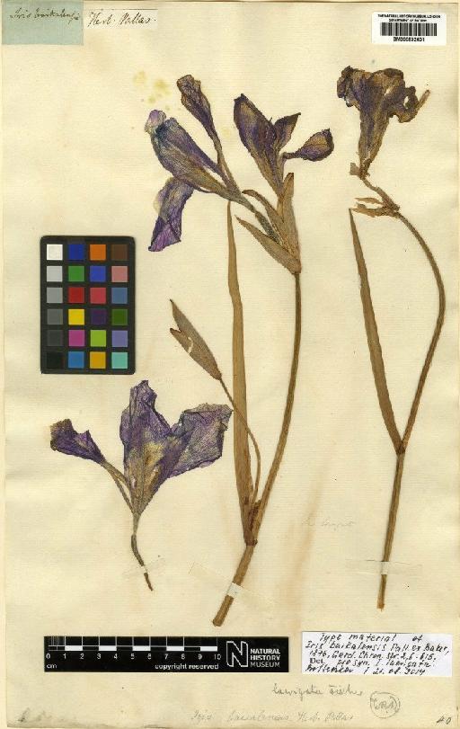 Iris laevigata Fisch. - BM000832601