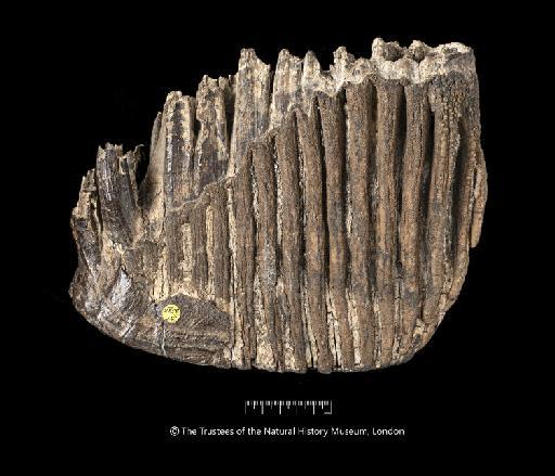 Palaeoloxodon antiquus (Falconer, 1857) - NHMUK PV M 3598a_Photo 02