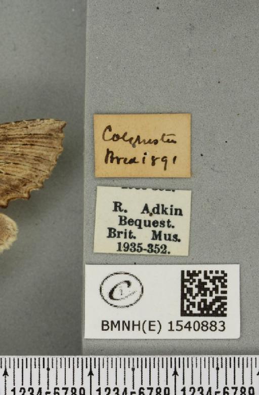 Pterostoma palpina palpina (Clerck, 1759) - BMNHE_1540883_label_246501