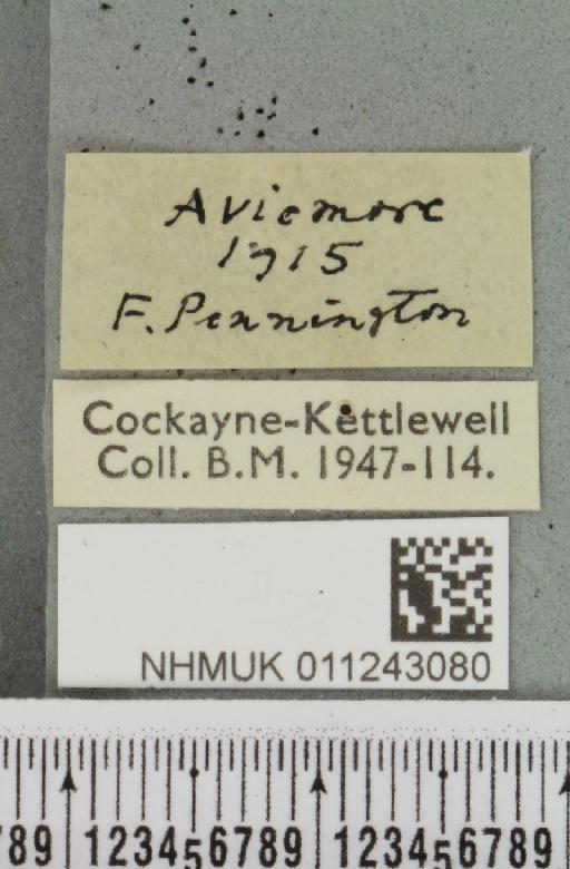 Aporophyla lueneburgensis (Freyer, 1848) - NHMUK_011243080_label_644204