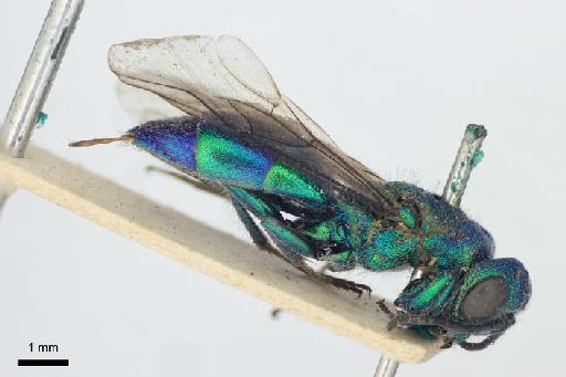 Chrysis duplopilosa Linsenmaier, 1968 - Chrysis_duplopilosa-BMNH(E)#970890_type-lateral-1_25X