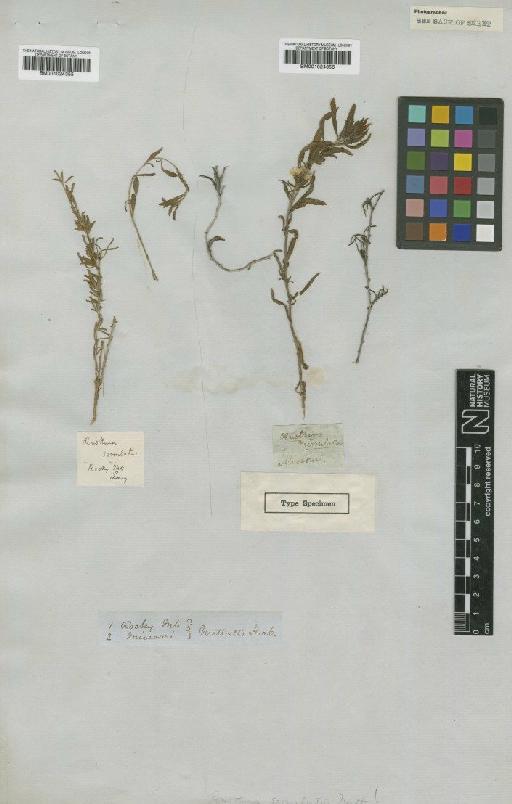 Oenothera serrulata Nutt. - BM001024356