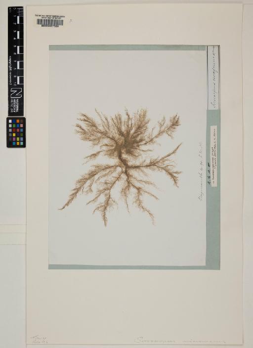 Botrytella micromora Bory - 000637589
