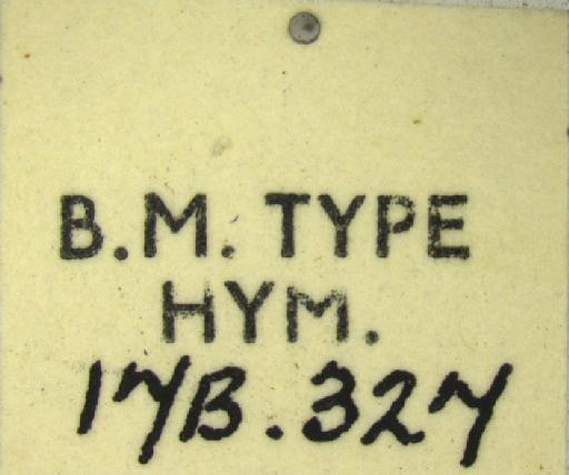 Ceratina viridula Smith, F., 1879 - 969507 Ceratina viridula type label 4