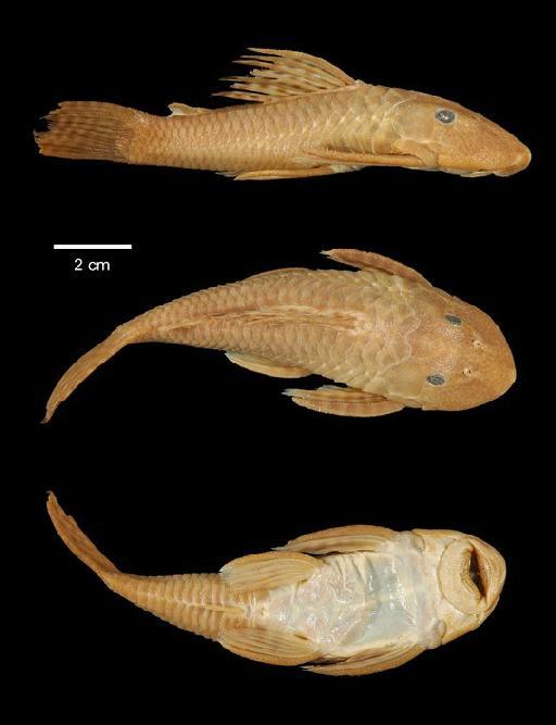 Plecostomus unae Steindachner, 1878 - 1862.11.23.12; Plecostomus unae; type; ACSI Project image