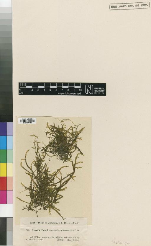 Neckeropsis spurio-truncata (Müll.Hal. ex Dusén) M.Fleisch. - BM000878553_a