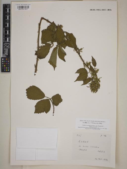 Rubus L. - 013411837