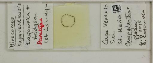 Mirococcus capeverdensis Lagowska & Hodgson, 2022 - 014316094__