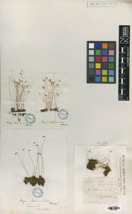 Bryum pseudotriquetrum (Hedw.) P.Gaertn., B.Mey. & Scherb. - BM001086459_a