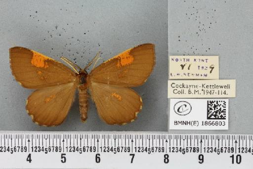 Angerona prunaria ab. smartaria Williams, 1947 - BMNHE_1866803_439959