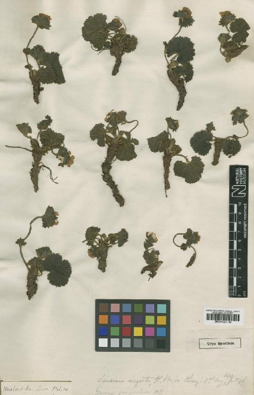 Geum calthifolium Menzies ex Sm. - BM001024149