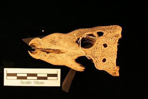 Osteolaemus tetraspis Cope, 1861 - O_tetraspis_62.6.30.6(cran3)