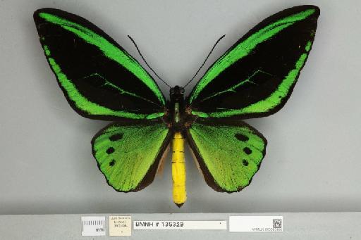 Ornithoptera priamus arruanus Felder, 1859 - 013603164__