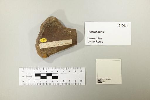 Plesiosauria de Blainville, 1835 - 010025648_L010221590