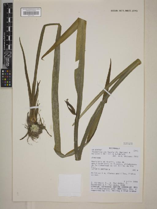 Neomarica variegata (M.Martens & Galeotti) Henrich & Goldblatt - 001172494