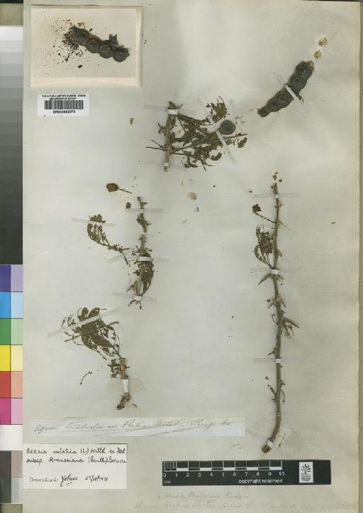 Acacia nilotica subsp. kraussiana (Benth.) Brenan - BM000842074