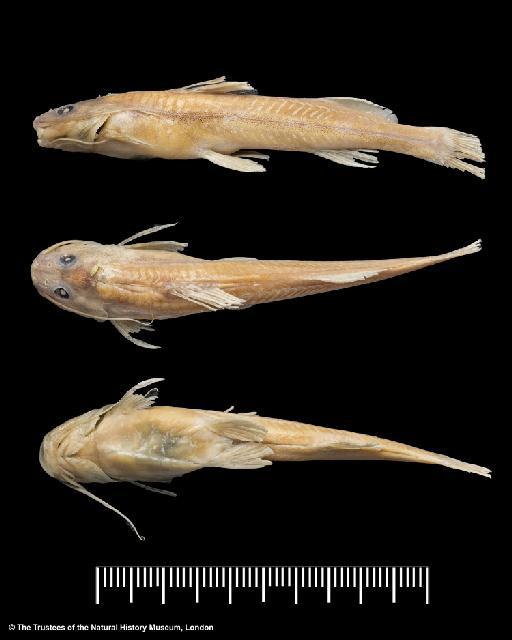 Nannorhamdia spurrellii Regan, 1913 - BMNH 1913.10.1.41, HOLOTYPE, Nannorhamdia spurrellii