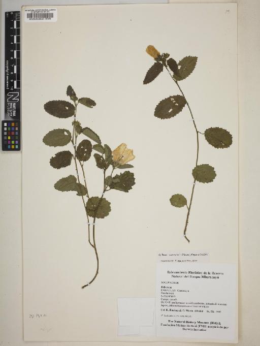 Peltaea edouardii (Hochr) Kraprov. & Cristóbal - BM000549832