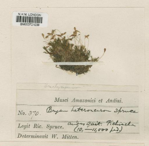 Acidodontium heteroneuron (Spruce ex Mitt.) Broth. - BM000721009