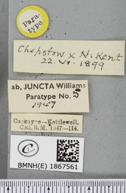 Angerona prunaria ab. juncta Williams, 1947 - BMNHE_1867561_label_439740