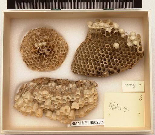 Polistes Latreille, 1802 - Hymenoptera Nest BMNH(E) 650273