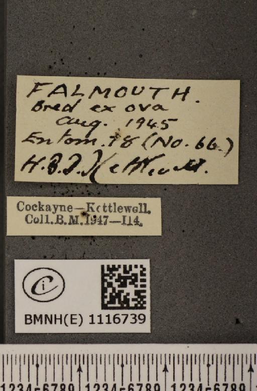 Pontia daplidice ab. conjugata Mezger, 1930 - BMNHE_1116739_label_68877