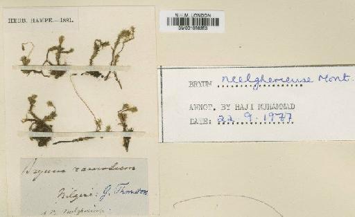 Bryum billarderi Schwägr. - BM001086253