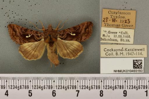 Autographa pulchrina ab. percontatrix Aurivillius, 1888 - NHMUK_010493180_548819