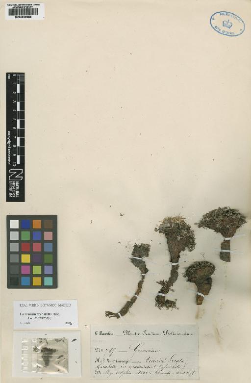 Geranium weddellii Briq. - BM000835609
