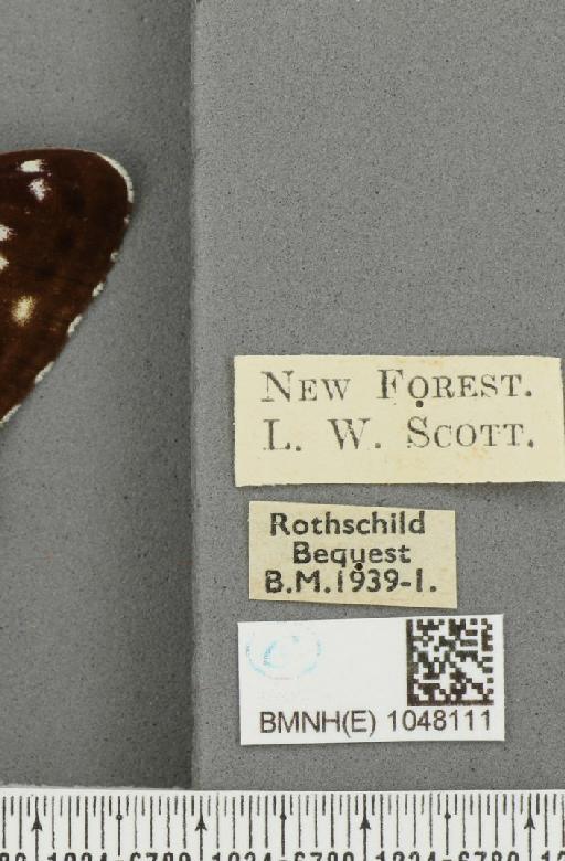 Limenitis camilla (Linnaeus, 1764) - BMNHE_1048111_a_label_43155