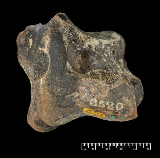 Scelidotherium leptocephalum Owen, 1840 - NHMUK PV M 82206 F (1).tif