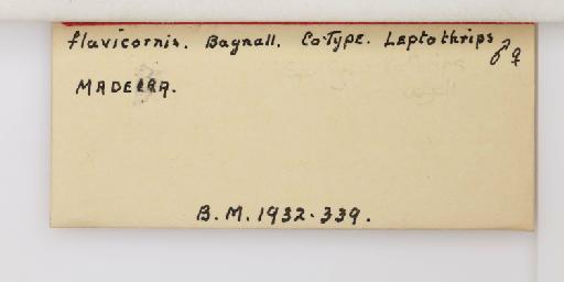 Gynaikothrips flavicornis (Bagnall, 1909) - 014742491_additional