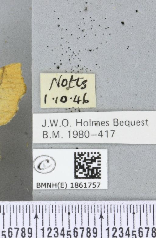 Ennomos alniaria (Linnaeus, 1758) - BMNHE_1861757_label_442590