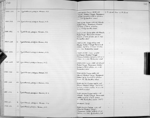 Typhlotanais plebejus Hansen, 1913 - Zoology Accessions Register: Crustacea: 1984 - 1991: page 240