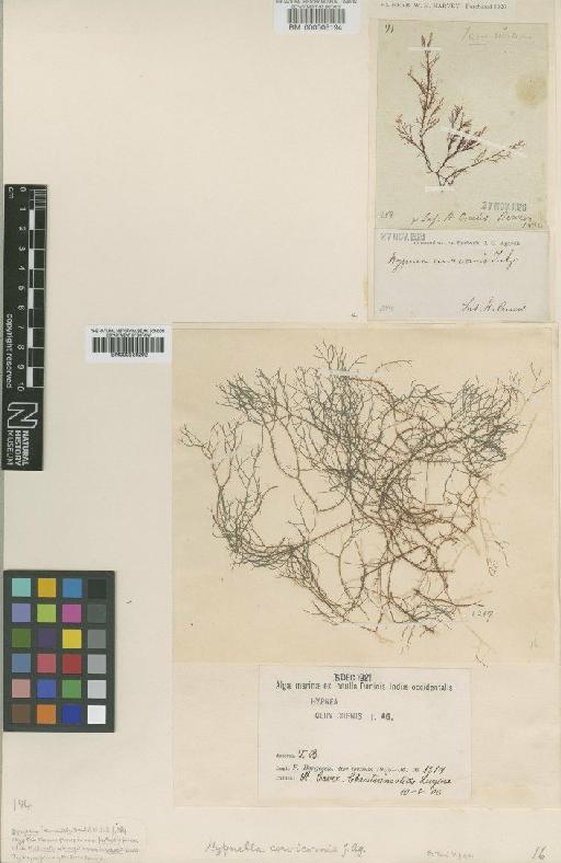 Hypnea cervicornis Agardh - BM000005194