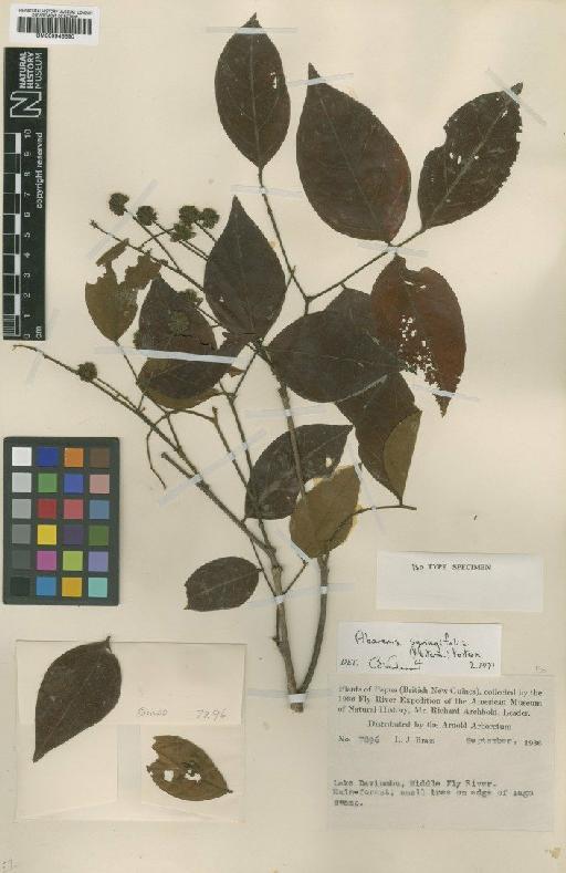 Archidendron syringifolium (Kosterm.) I.C.Nielsen - BM000946690