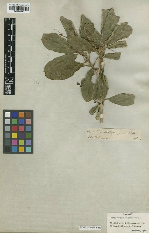 Clerodendrum cubense Schau - BM000992847