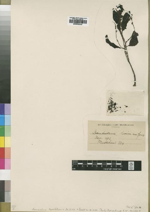Combretum mortehanii De Wild. & Exell - BM000902038