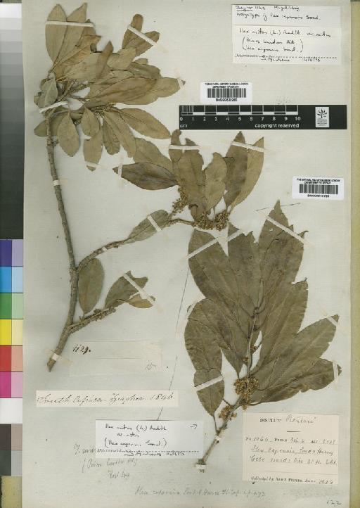 Ilex mitis var. mitis (L.) Radlk. - BM000839263