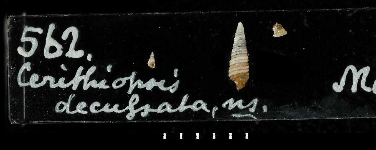 To NHMUK collection (Cerithiopsis decussata Carpenter, 1857; SYNTYPE(S); NHMUK:ecatalogue:5566025)