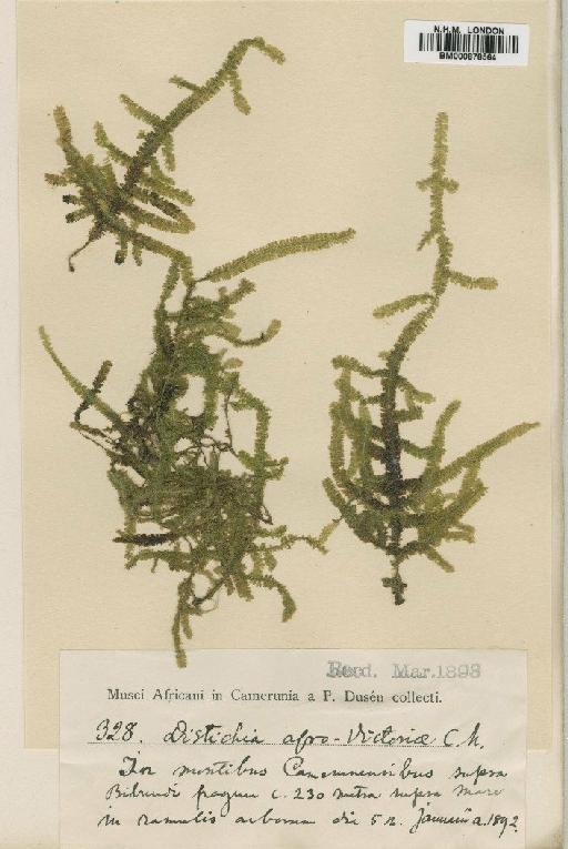 Neckeropsis foveolata Mitt. - BM000878564