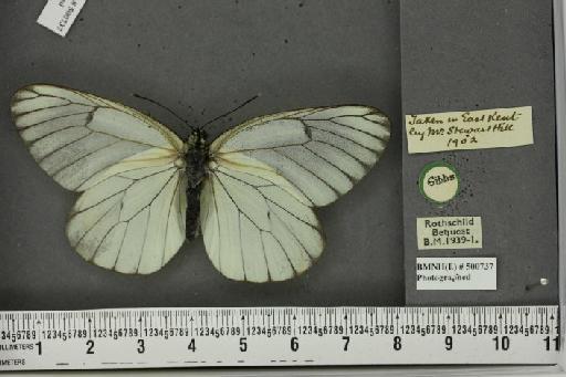 Aporia crataegi (Linnaeus, 1758) - BMNHE_500737_69728