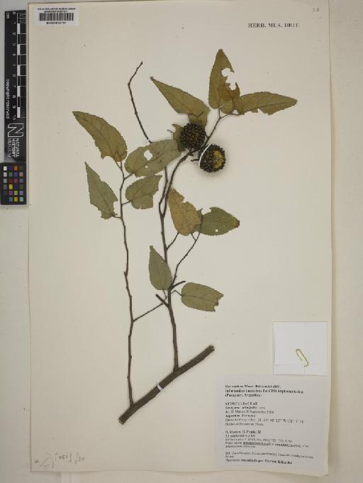 Guazuma ulmifolia Lam. - BM000816747